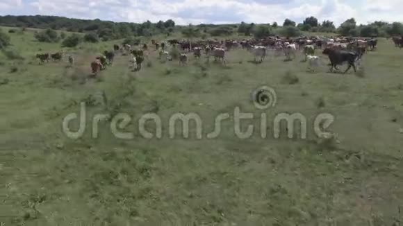 奶牛在高原上放牧视频的预览图