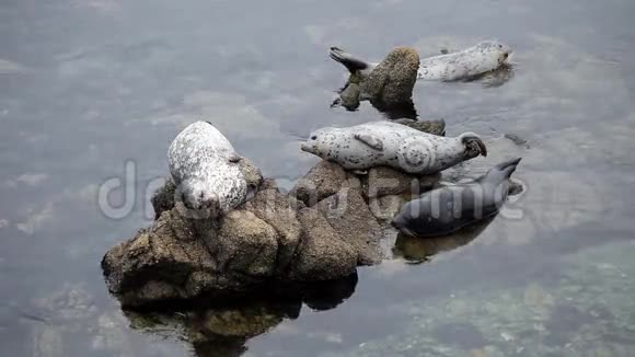 四个海豹在岩石上一个观看蒙特雷加州视频的预览图