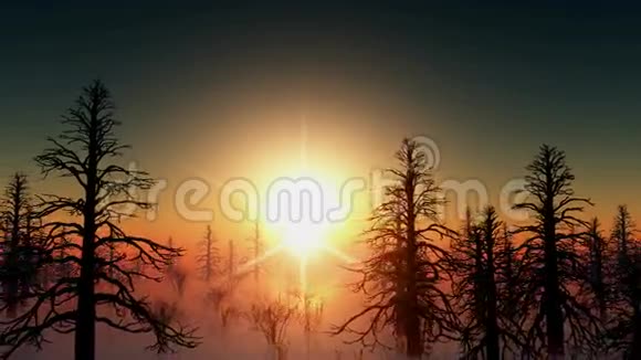 在水和太阳中的死林视频的预览图