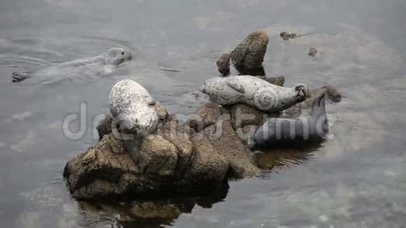 一场游泳赛三枚海豹视频的预览图