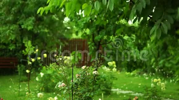 风和声的花园里的夏雨视频的预览图