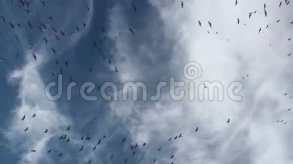 鸟飞时间流逝视频的预览图