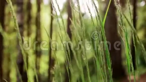 绿草如茵的风森林夏日把注意力集中在视频的预览图