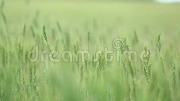 蓝天白云上美丽的麦田田里的绿色小麦小麦不成熟视频的预览图