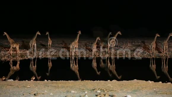 长颈鹿和鬣狗在水洞里视频的预览图
