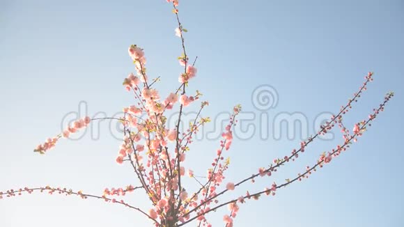 樱花的一枝视频的预览图