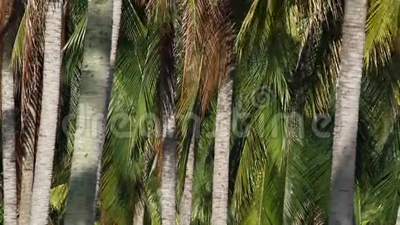 椰子园视频的预览图