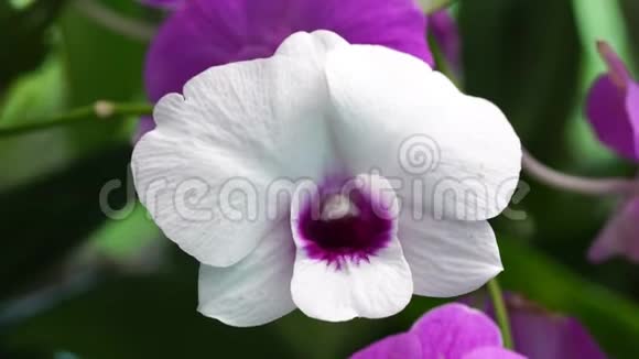 美丽的白色和紫色的兰花在花园里盛开自然背景视频的预览图