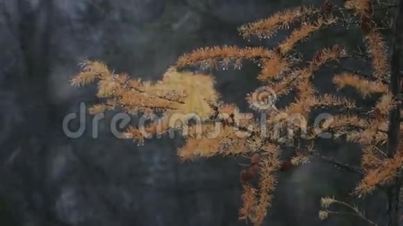 雪中带锥的黄松枝视频的预览图
