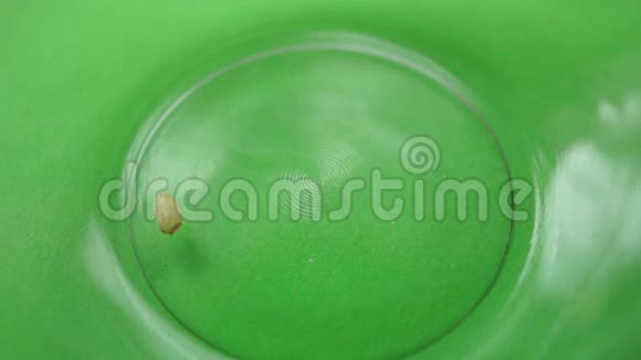 水稻被浇在碗里绿色的背景米的量度视频的预览图