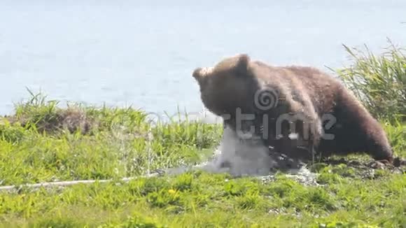 小熊啃水软管视频的预览图