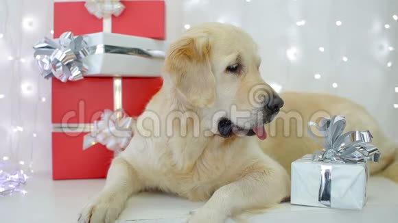 带圣诞礼物的金毛猎犬视频的预览图