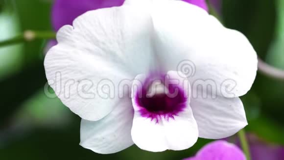 美丽的白色和紫色的兰花在花园里盛开自然背景视频的预览图