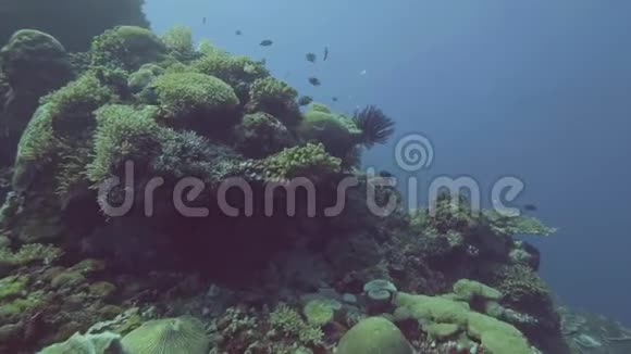 在水下观看珊瑚礁和鱼在蓝色海水中游泳的海藻视频的预览图