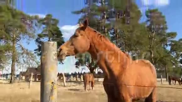 马在其他马的背景上舔一根混凝土杆吃草视频的预览图
