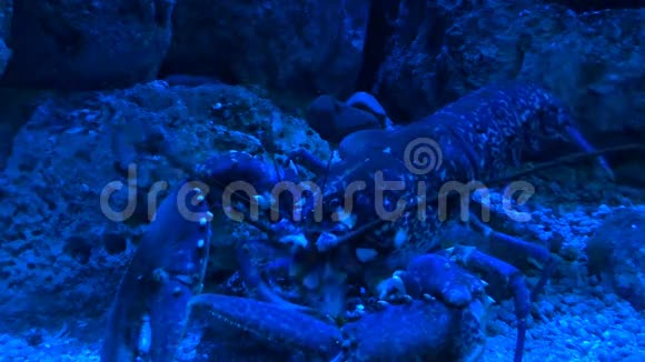 龙虾在蓝光下喂食视频的预览图