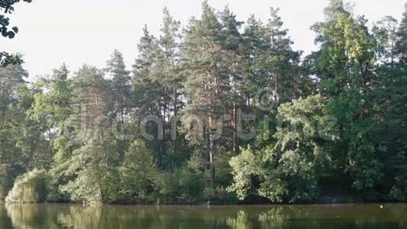 有湖泊和非常高的松树的景观视频的预览图