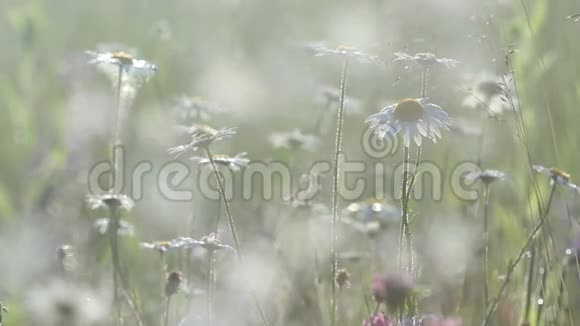 背景柔软的洋甘菊花田视频的预览图