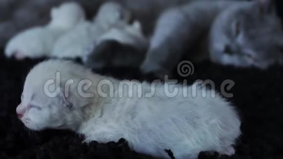 英国北方紫丁香小猫哺乳形成蓝色妈妈视频的预览图