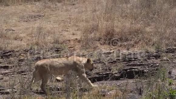非洲狮潘特拉里奥在萨凡纳散步内罗毕公园在肯尼亚视频的预览图
