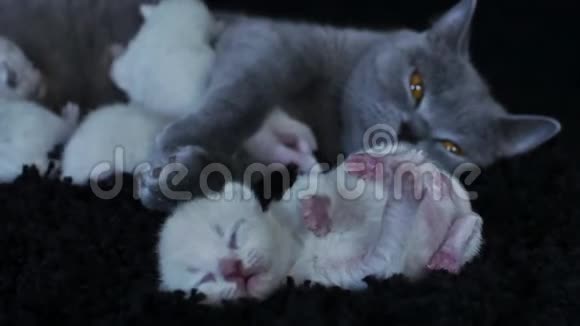 英国北方紫丁香小猫哺乳形成蓝色妈妈新生小猫特写视频的预览图