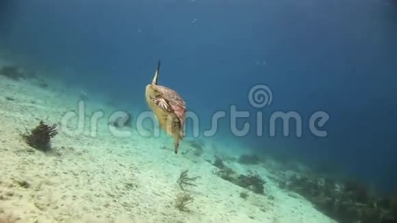 海底海龟寻找食物视频的预览图