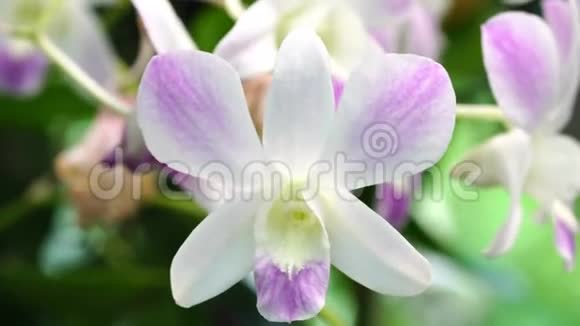 美丽的白色和紫色的兰花在花园里绽放自然背景视频的预览图
