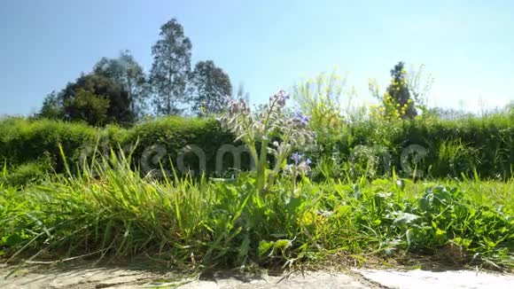 从地面上看到的花园的时间推移有着一片树林花草和树木美丽的晴天视频的预览图