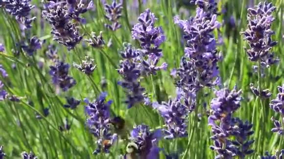 紫色薰衣草与蜜蜂视频的预览图