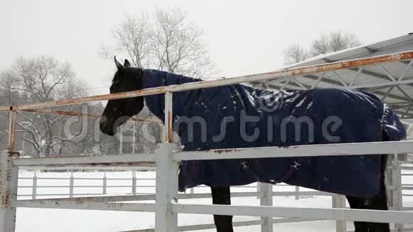 黑马冬季寒冷的雪天黑马在农场的运动图片视频的预览图