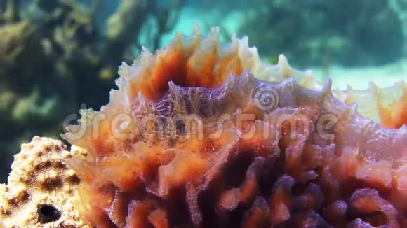 珊瑚礁中的海绵视频的预览图
