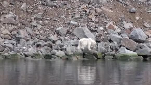 白海熊在斯瓦尔巴的冰原荒芜的岩石海岸上视频的预览图