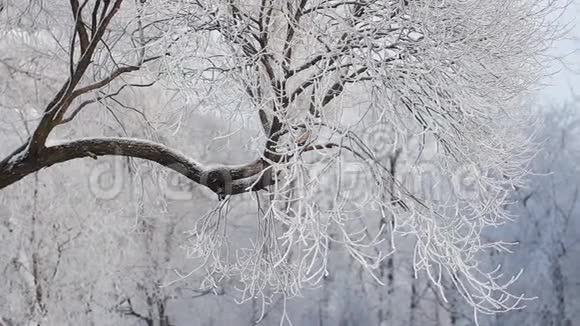 冬季景观一个白雪覆盖的公园有美丽的树木覆盖着海霜视频的预览图