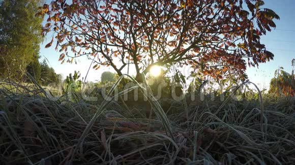 秋天和早晨的阳光下花园草地上的第一次白霜延时4K视频的预览图