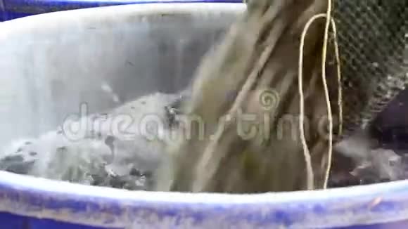 工人把虾从桶里浸到冰桶里视频的预览图