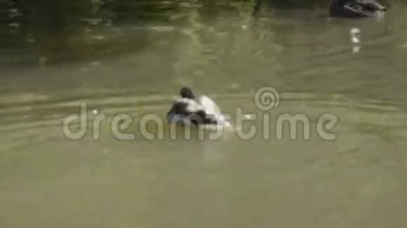 鸭子在湖面上拍打和飞溅视频的预览图