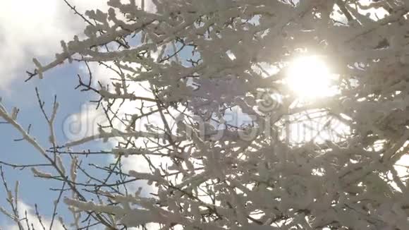 蓝天背景下白雪覆盖的树枝视频的预览图