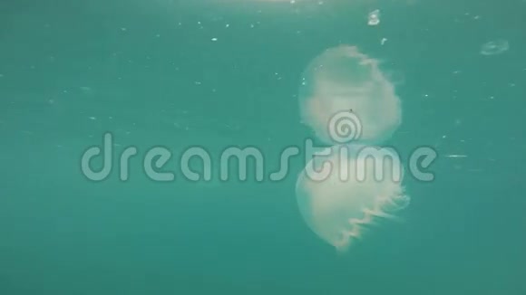 阿拉斯加海野生动物复活湾视频的预览图