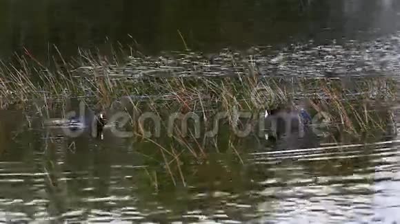 美国库特美国富里卡在沼泽视频的预览图