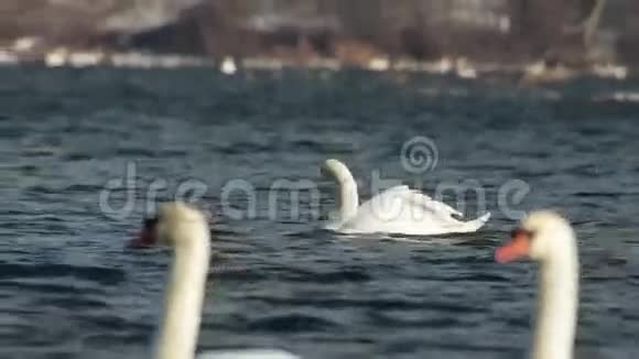 白色天鹅在湖里游泳视频的预览图