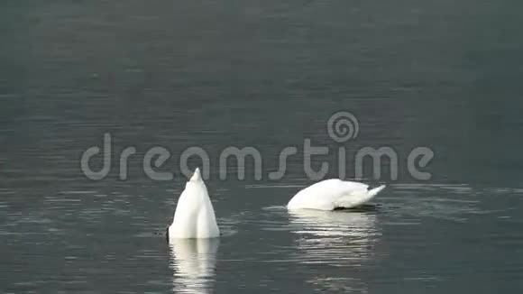 白色天鹅在湖里游泳视频的预览图