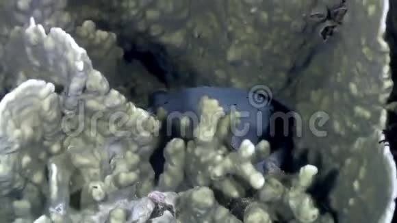 菲律宾野生动物海洋中水下的鱼箱鱼视频的预览图