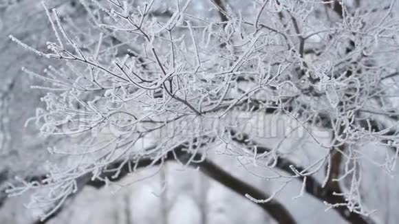 冬季景观一个白雪覆盖的公园有美丽的树木覆盖着海霜视频的预览图