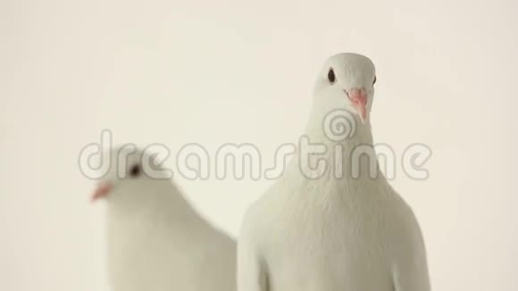 两只白色鸽子的肖像视频的预览图