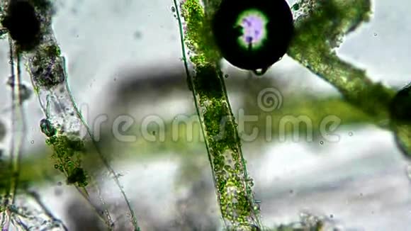 海藻视频的预览图