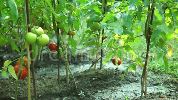 有机番茄在花园里潘视频的预览图