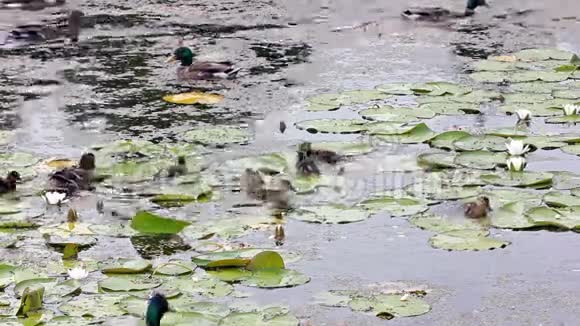 鸭子在池塘里寻找食物视频的预览图