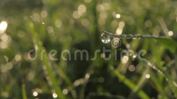 露水滴在草地上特写镜头视频的预览图