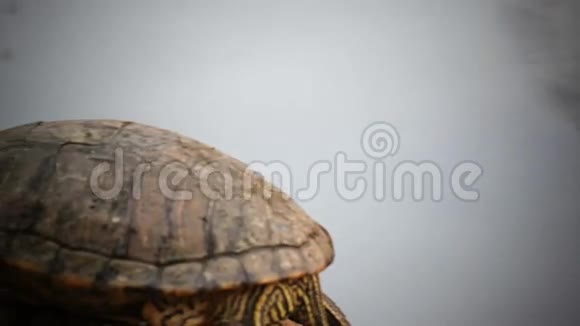 海龟的地盘名称红耳滑块或Trachemys脚本线虫在高清镜头视频的预览图