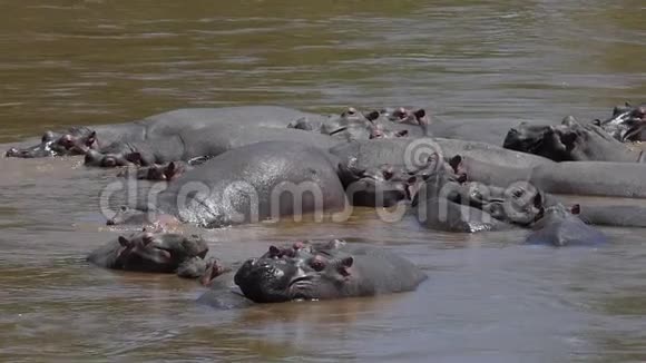 河马河马两栖动物群立于河中肯尼亚马赛马拉公园视频的预览图